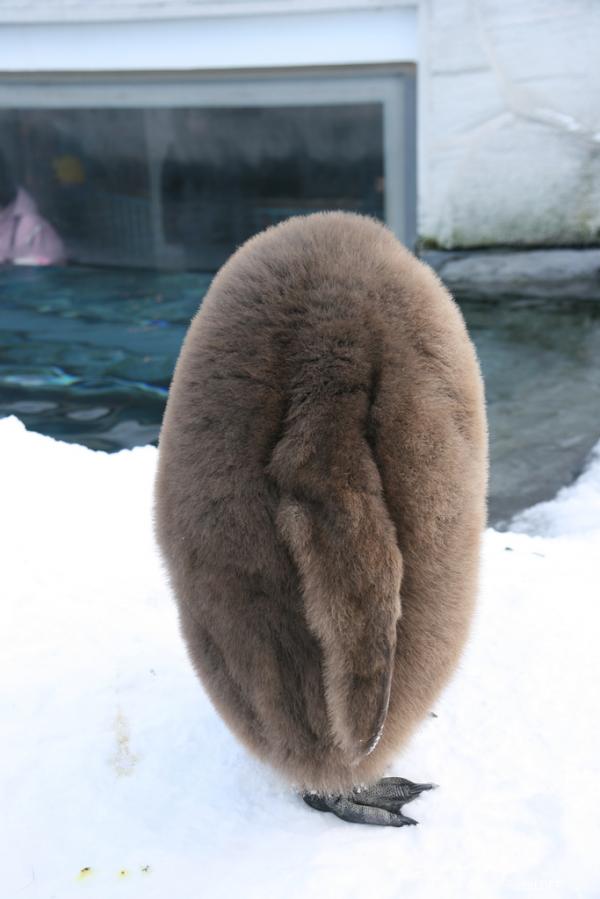 Вибратор Пингвин Фото